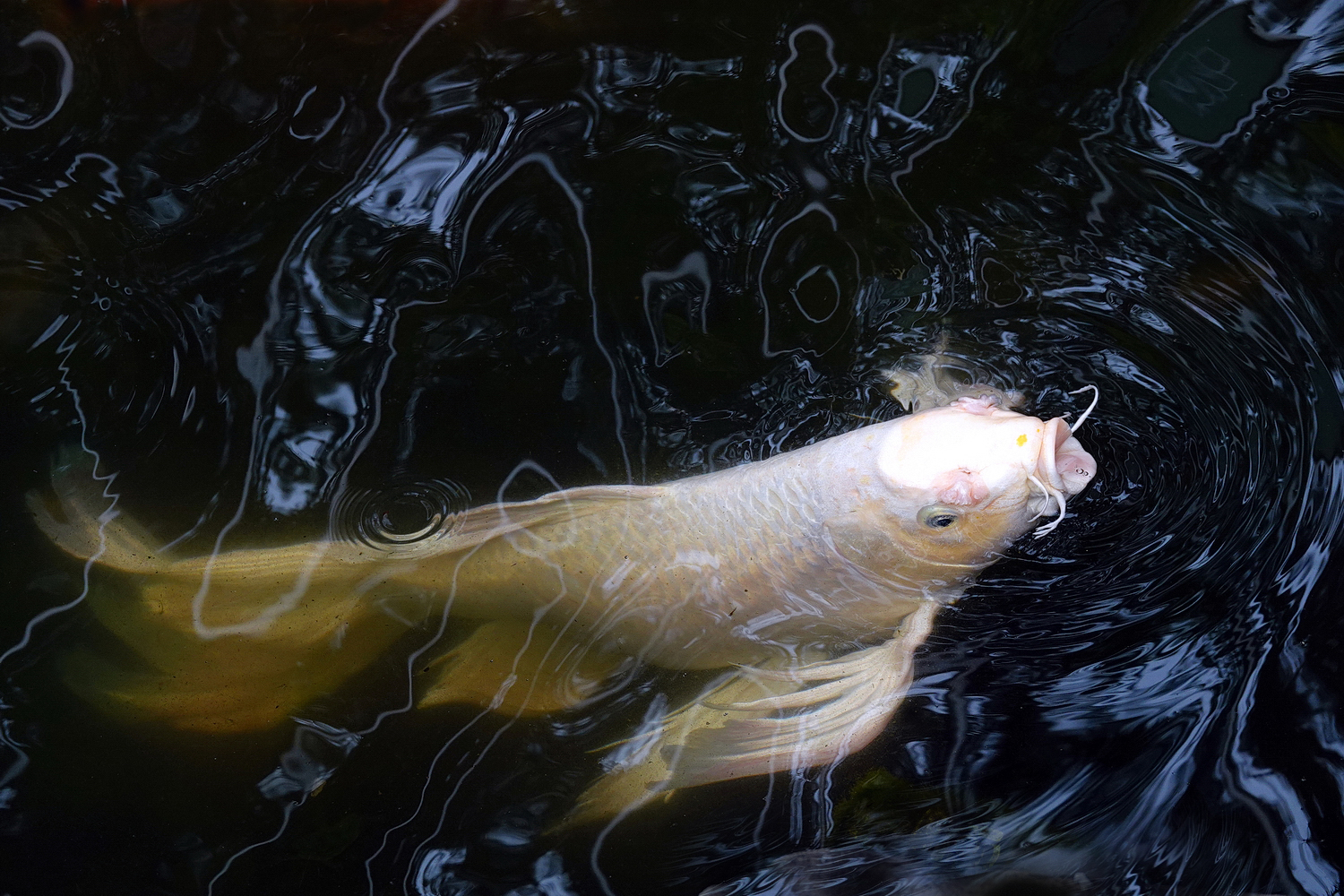 陳永鑑_錦鯉遊緃_20220507z.jpg