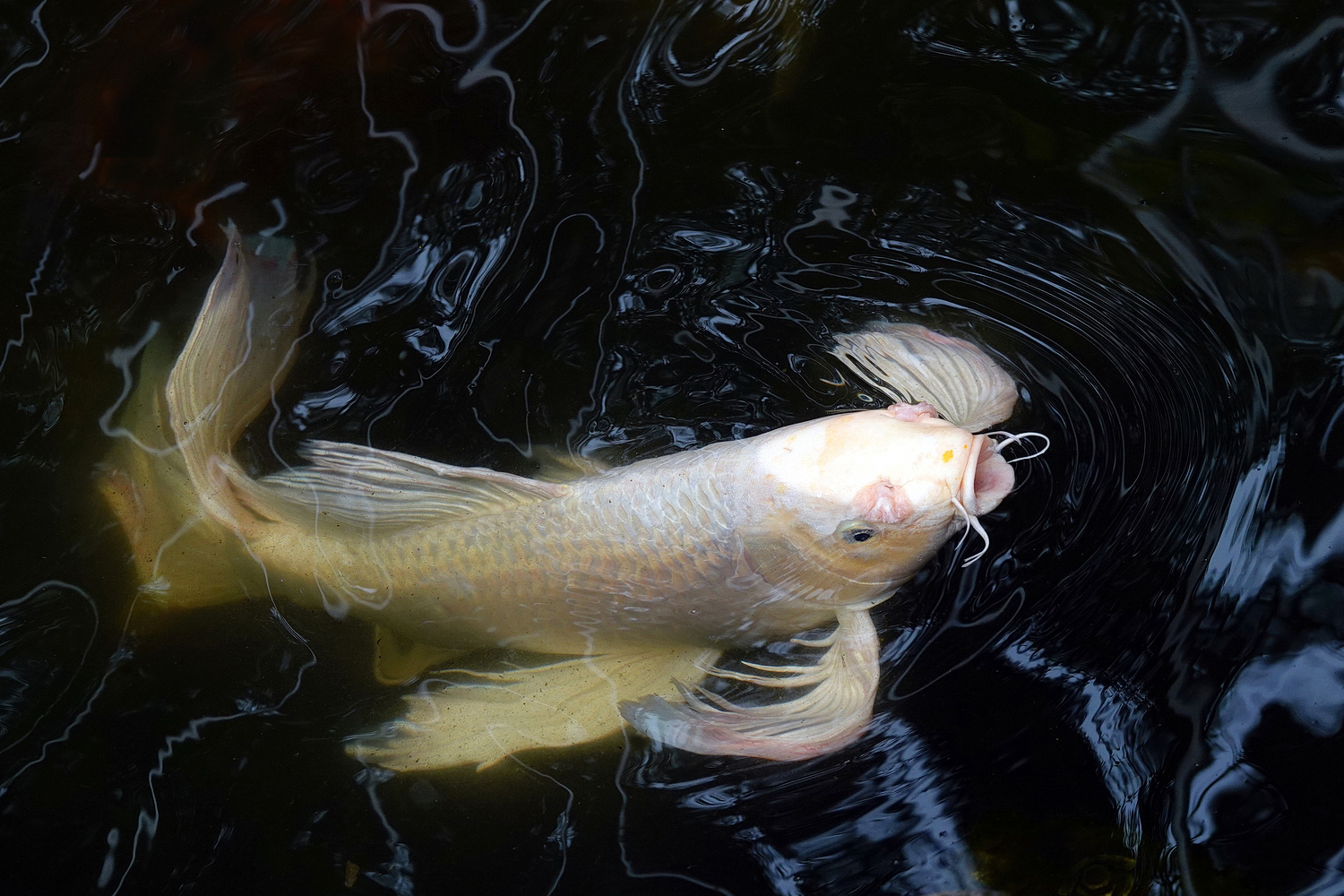 陳永鑑_錦鯉遊緃_20220507x.jpg
