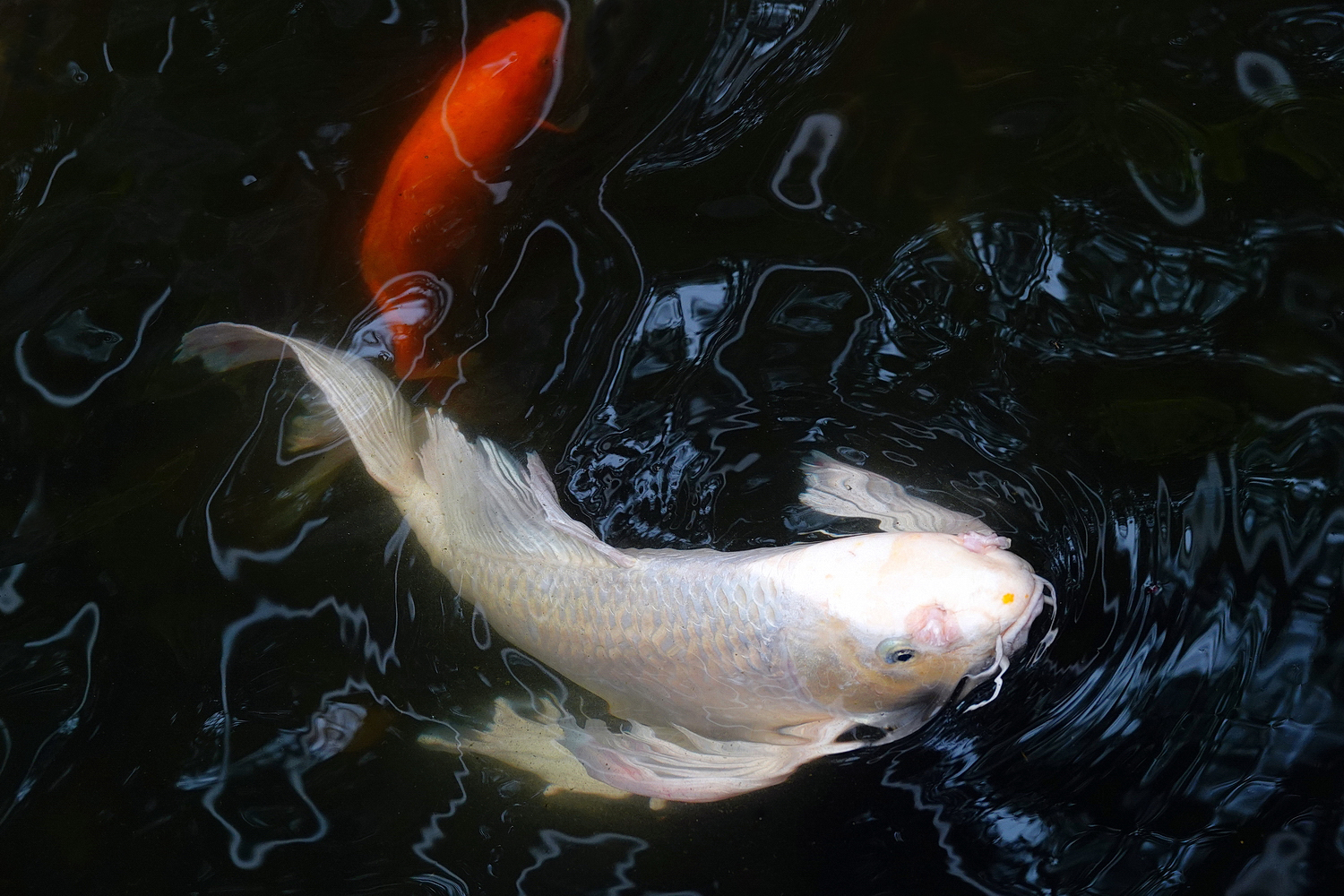 陳永鑑_錦鯉遊緃_20220507v.jpg