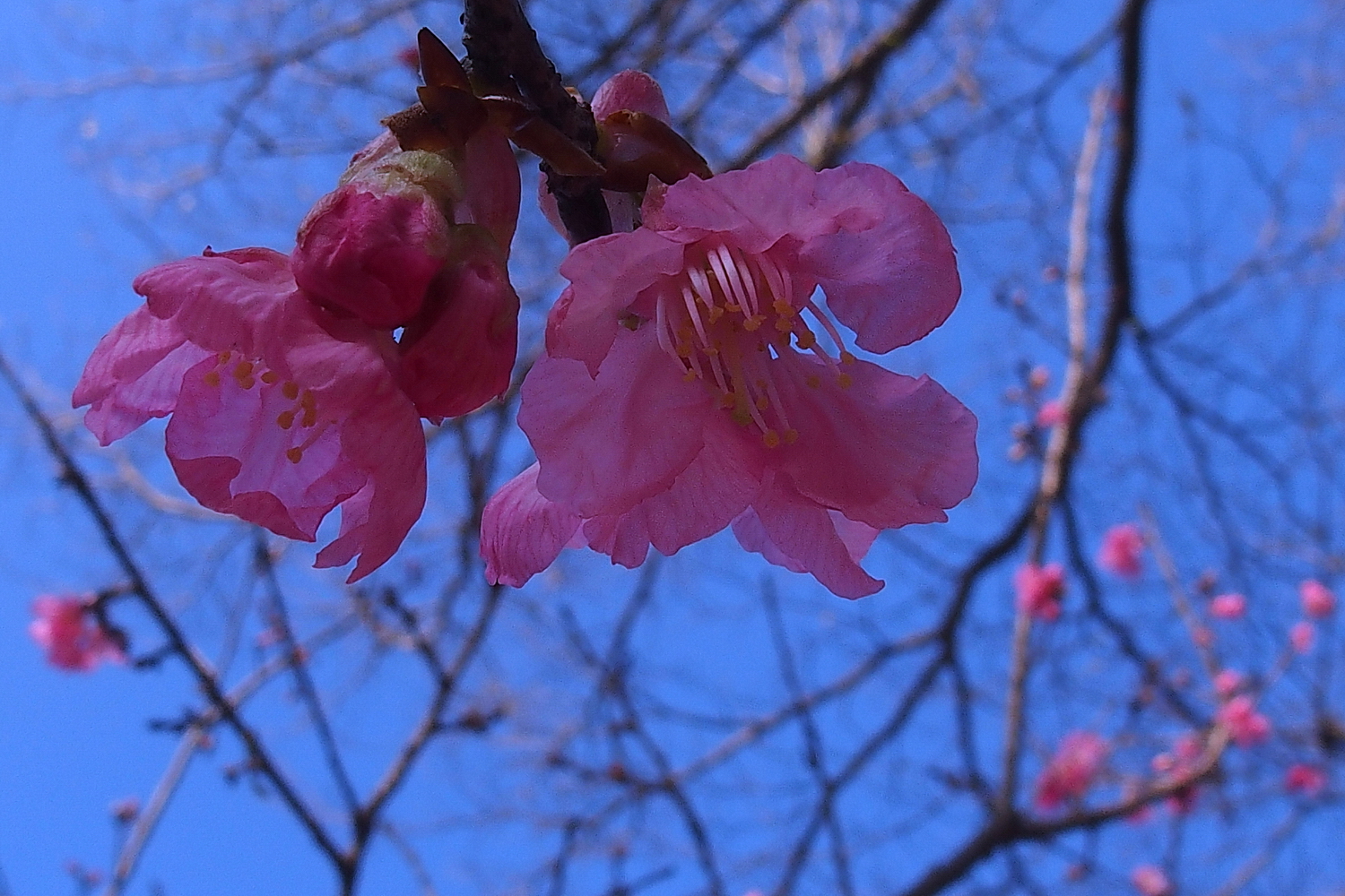 陳永鑑櫻桃花作品20220509r.jpg