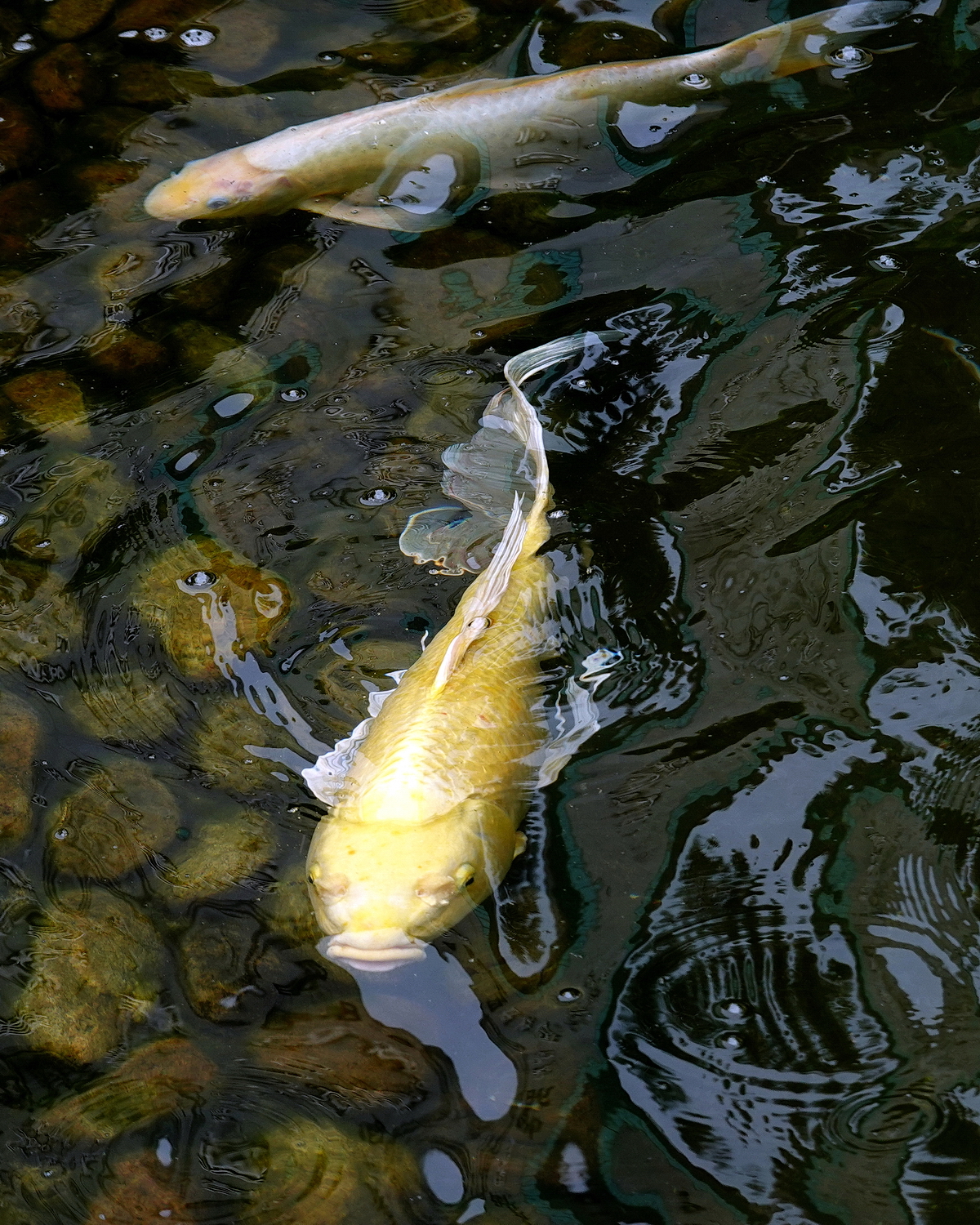 陳永鑑_錦鯉遊緃_20220512f.jpg