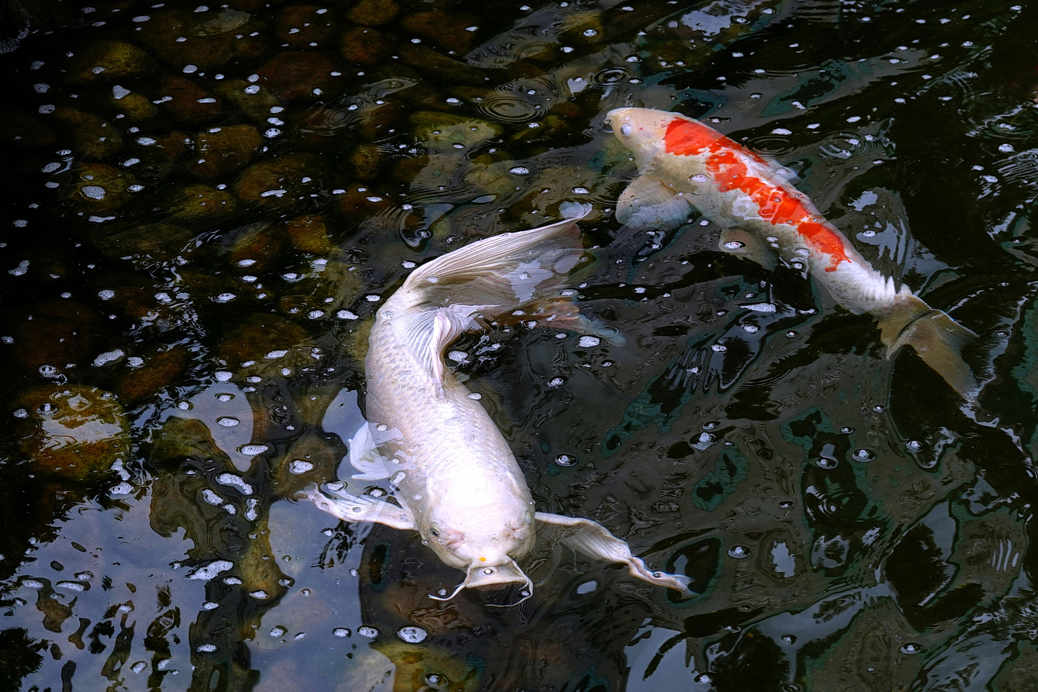 陳永鑑_錦鯉遊緃_20220512d.jpg