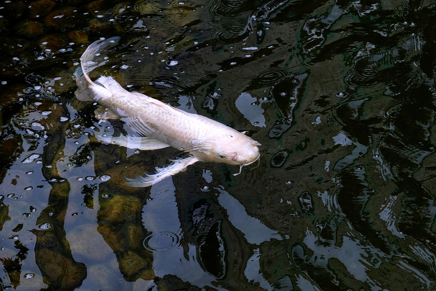 陳永鑑_錦鯉遊緃_20220512c.jpg