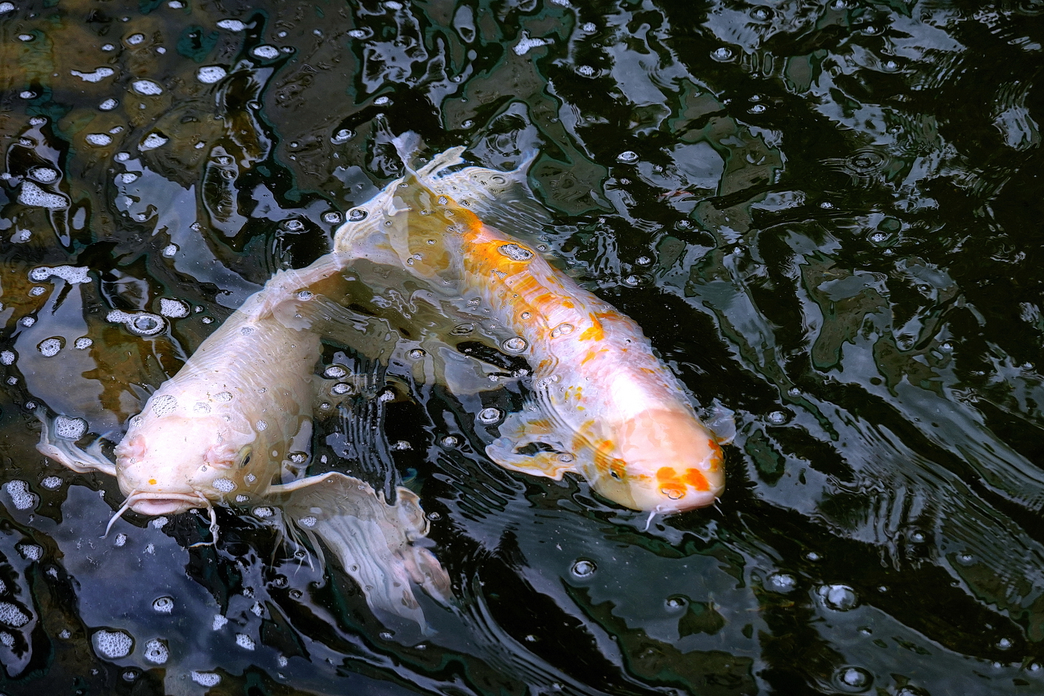 陳永鑑_錦鯉遊緃_20220512a.jpg