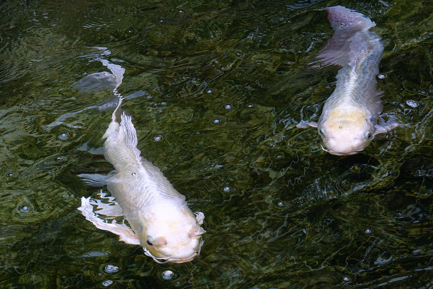 陳永鑑_錦鯉遊緃_20220512k.jpg