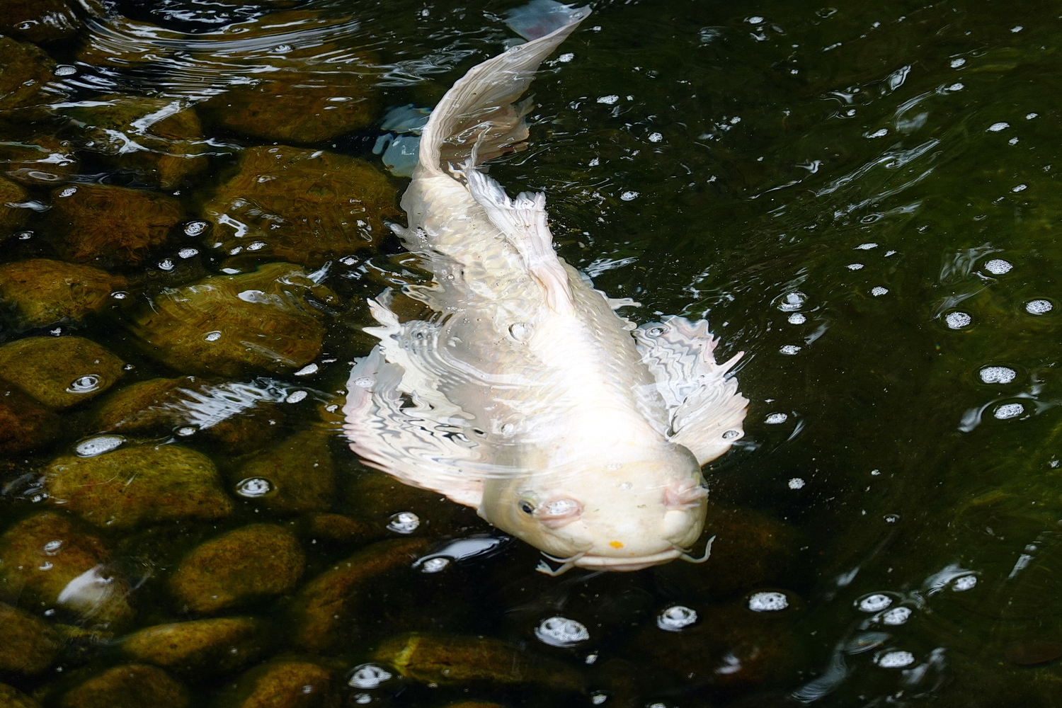 陳永鑑_錦鯉遊緃_20220512r.jpg