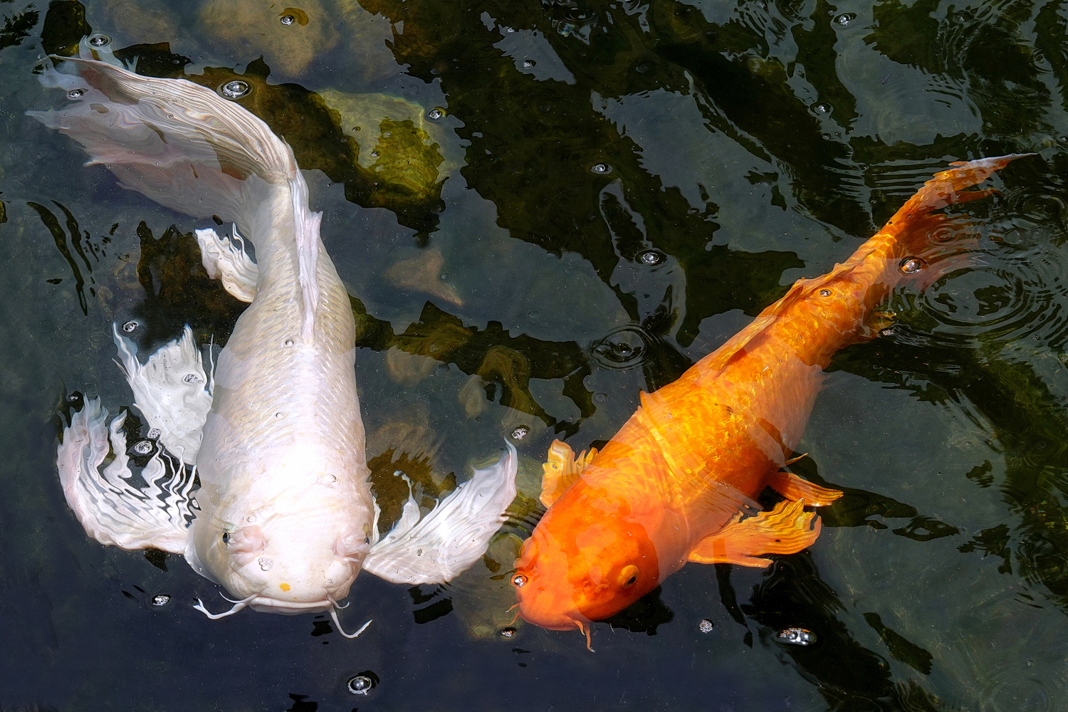 陳永鑑_錦鯉遊緃_20220512x.jpg