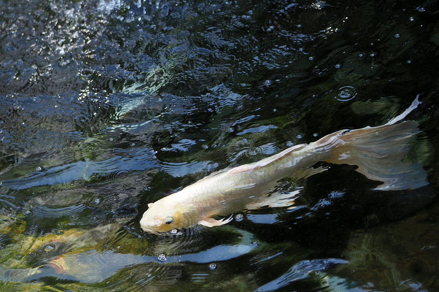 陳永鑑_錦鯉遊緃_20220514c.jpg