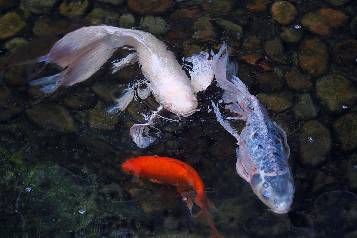 陳永鑑_錦鯉遊緃_20220514o.jpg