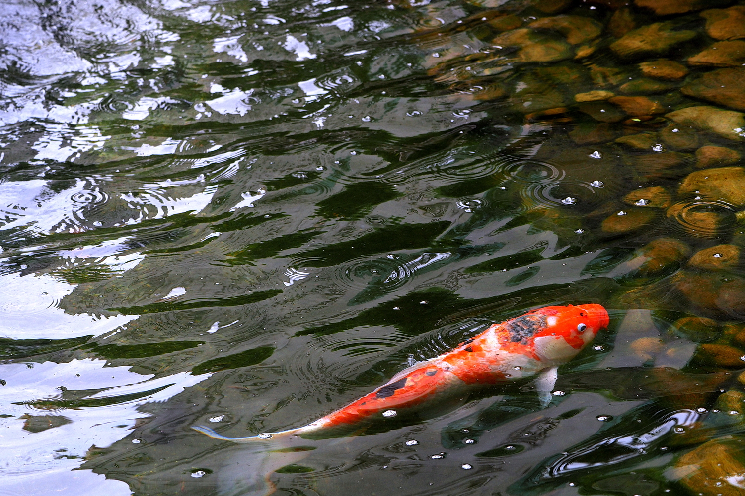 陳永鑑_錦鯉遊緃_20220515b.jpg
