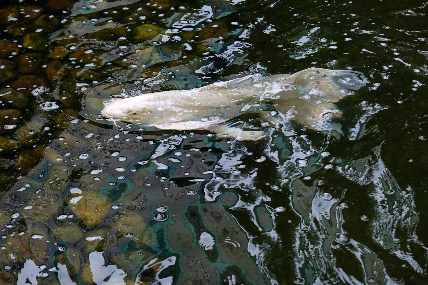 陳永鑑_錦鯉遊緃_20220516e.jpg