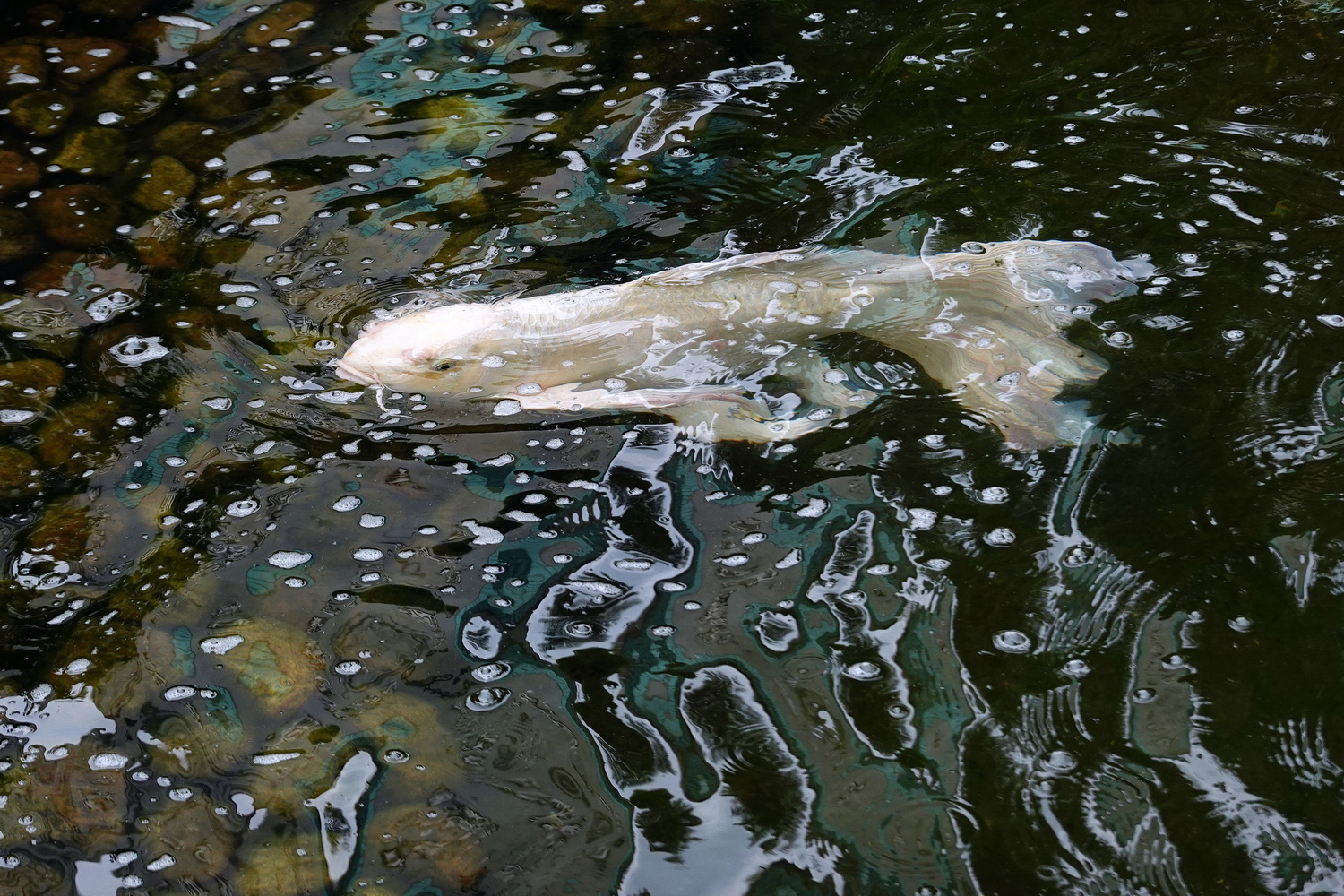 陳永鑑_錦鯉遊緃_20220516d.jpg