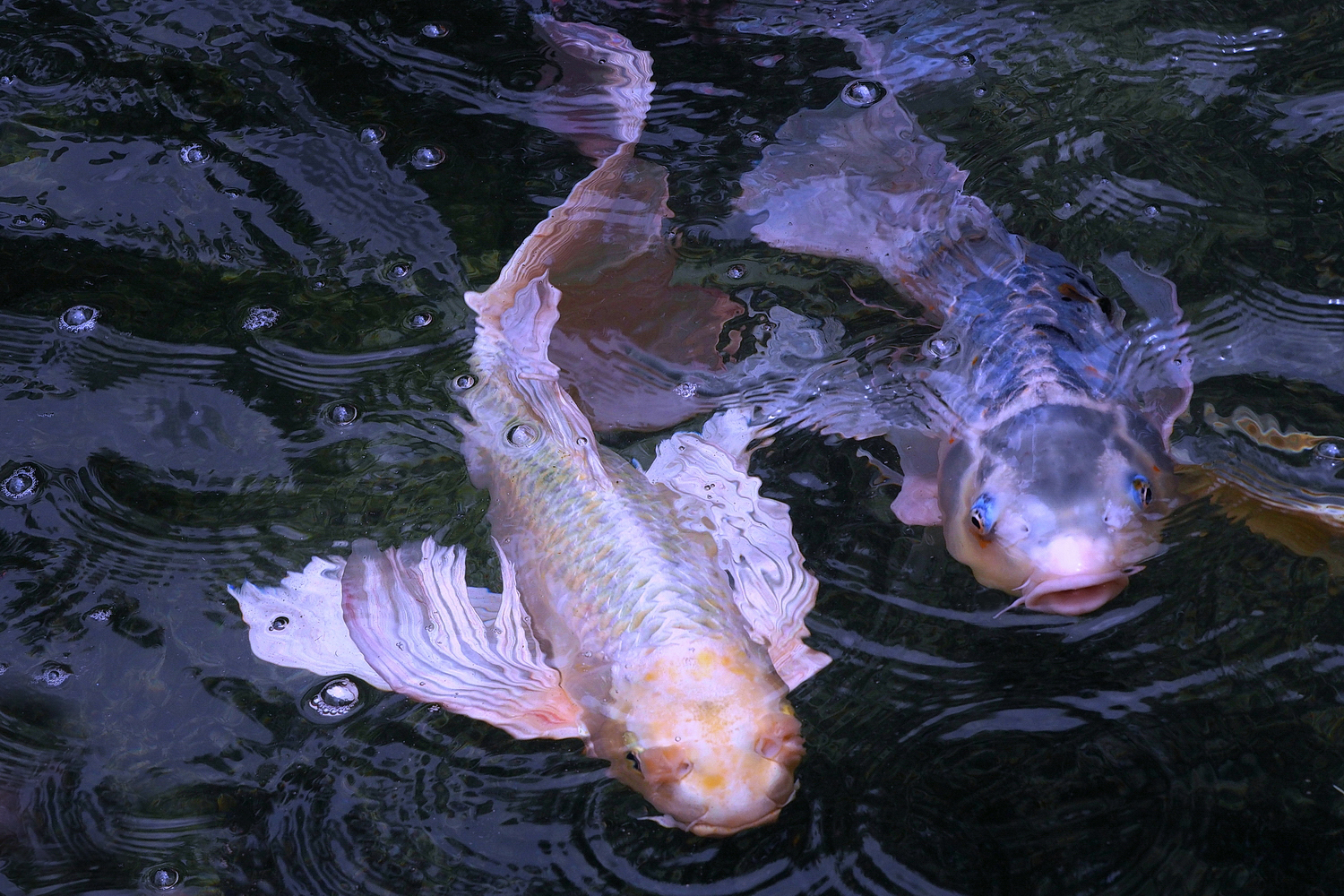 陳永鑑_錦鯉遊緃_20220517h.jpg