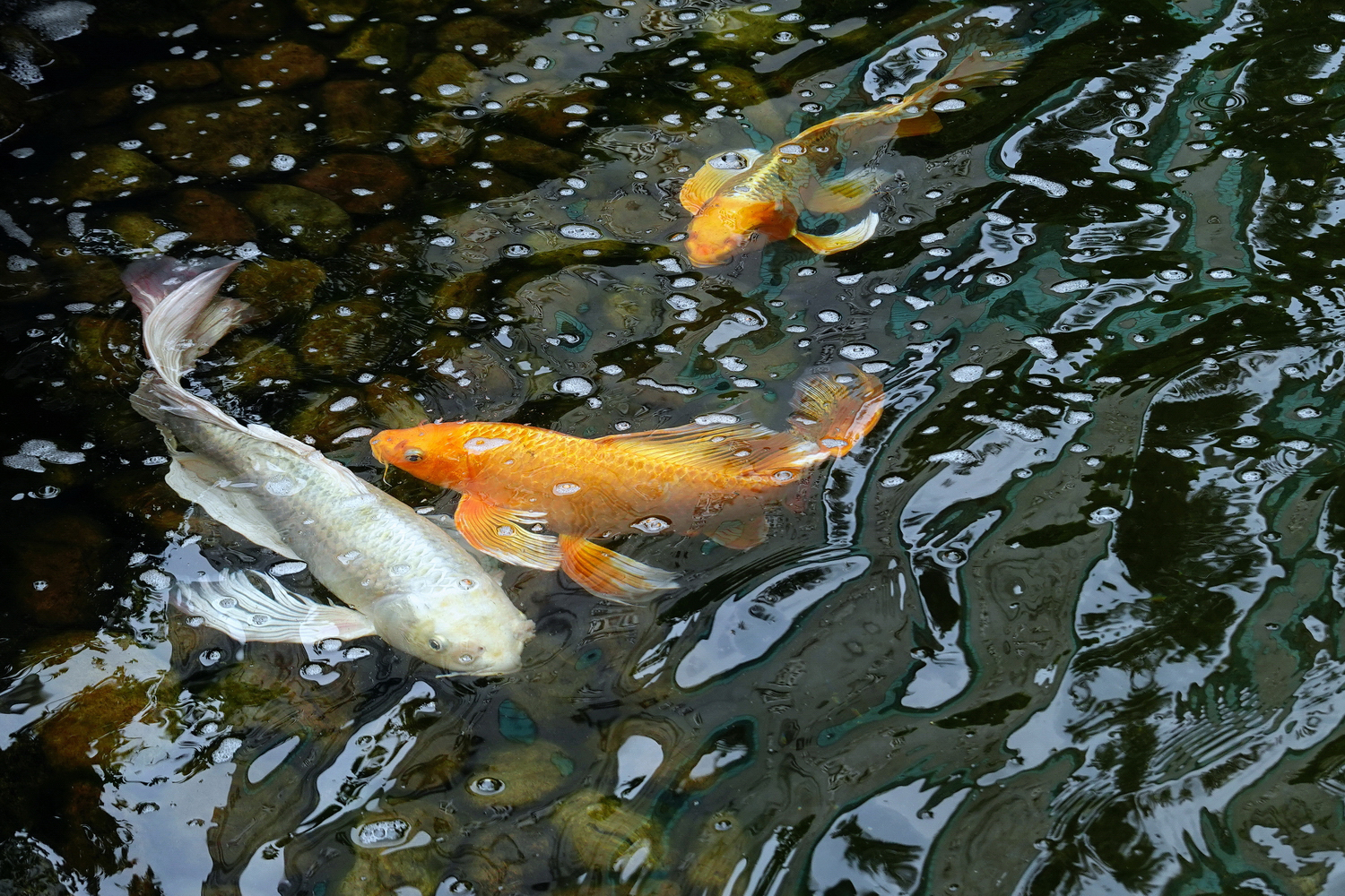 陳永鑑_錦鯉遊緃_20220517e.jpg