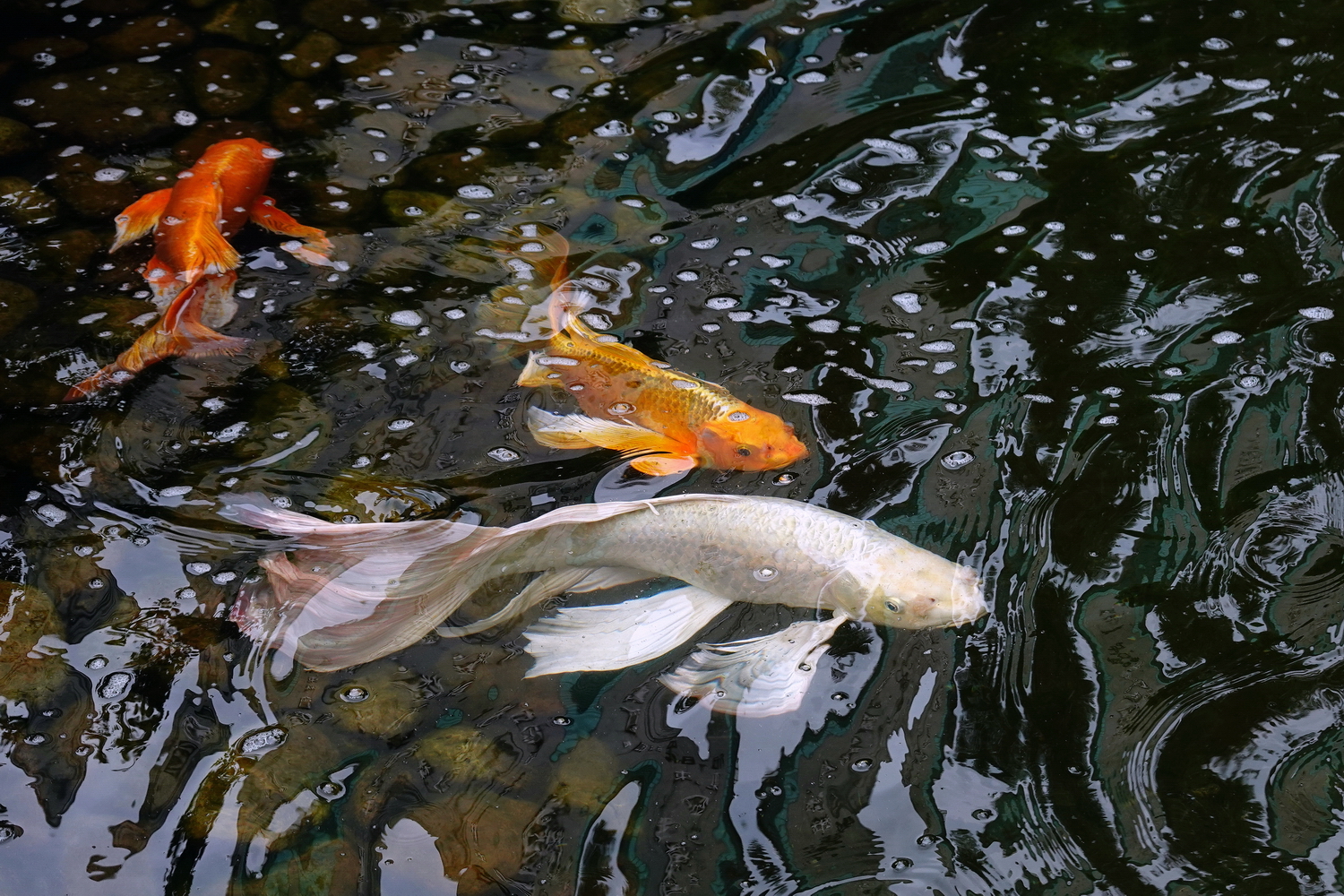 陳永鑑_錦鯉遊緃_20220517d.jpg