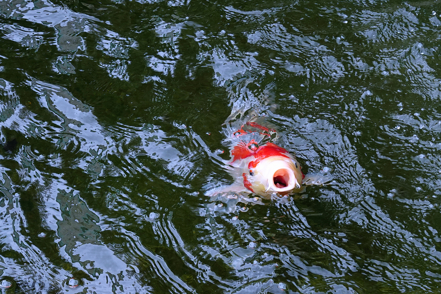 陳永鑑_錦鯉遊緃_20220517b.jpg