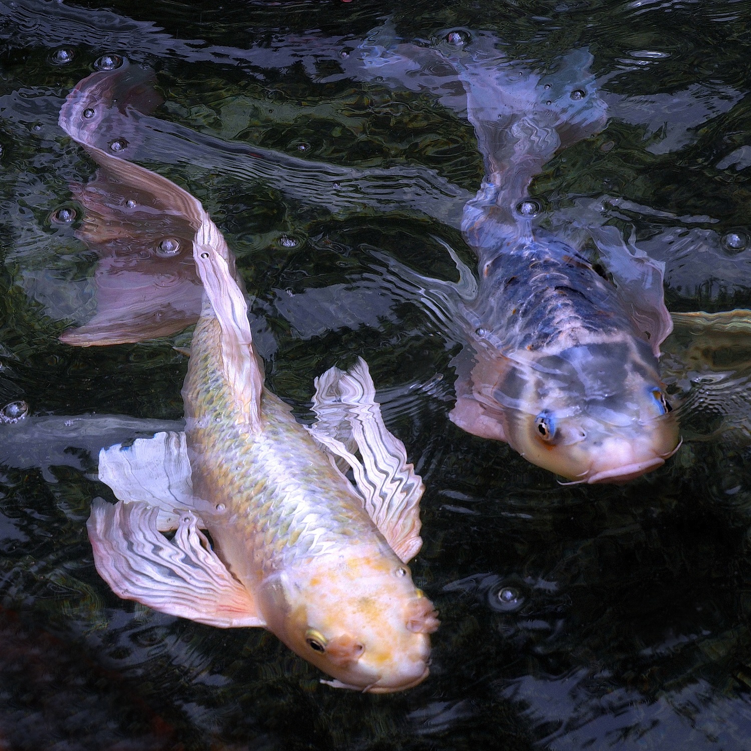 陳永鑑_錦鯉遊緃_20220518a.jpg