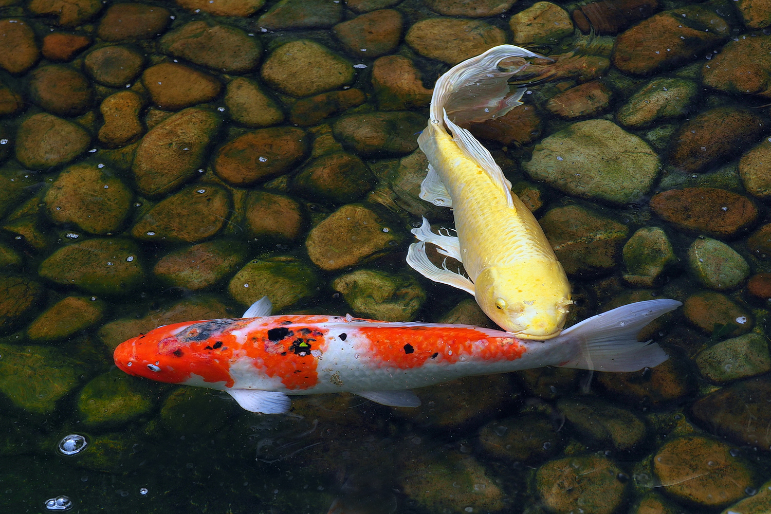 陳永鑑_錦鯉遊緃_20220521f.jpg