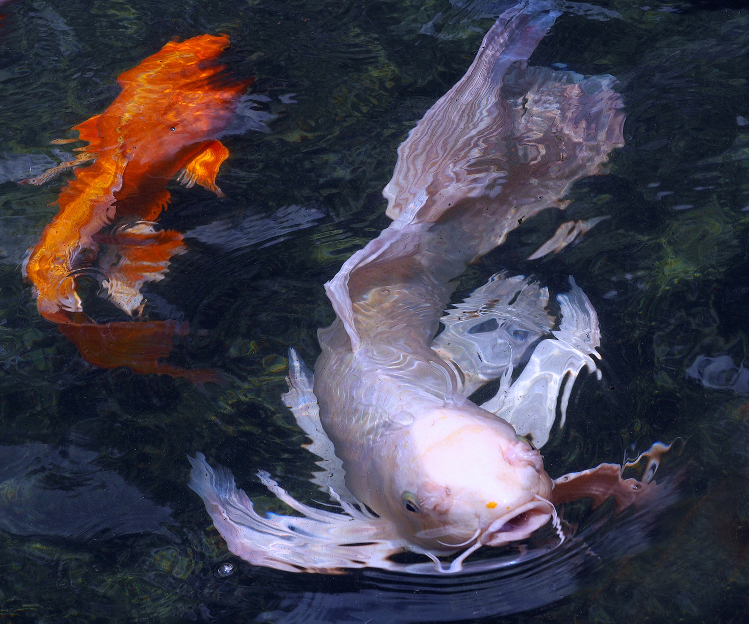陳永鑑_錦鯉遊緃_20220521l.jpg