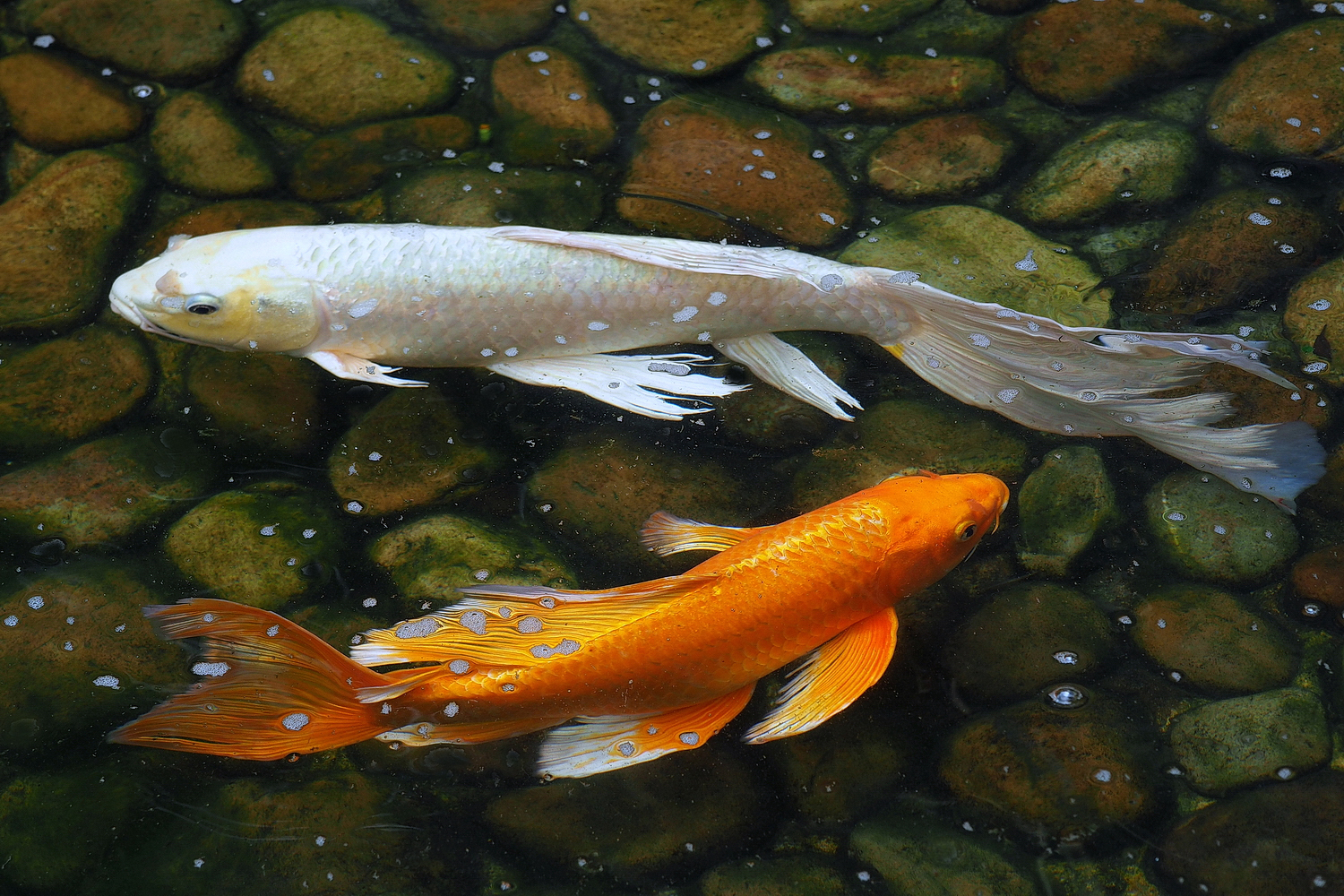 陳永鑑_錦鯉遊緃_20220527c.jpg