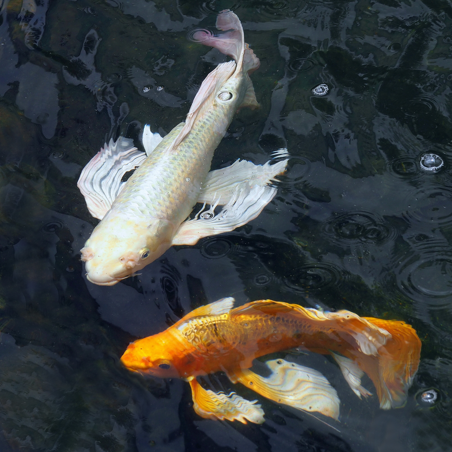 陳永鑑_錦鯉遊緃_20220528g.jpg