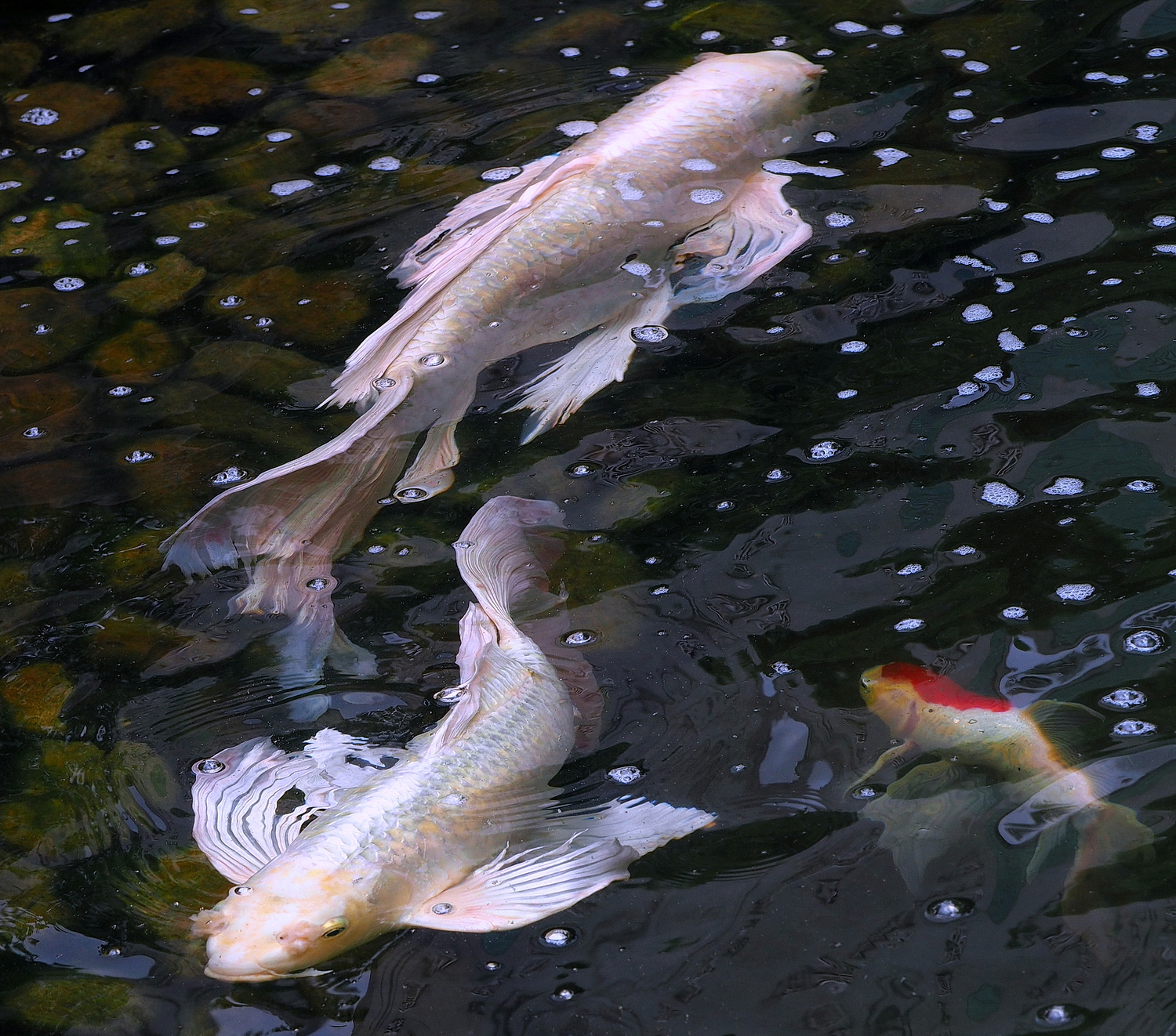 陳永鑑_錦鯉遊緃_20220528c.jpg
