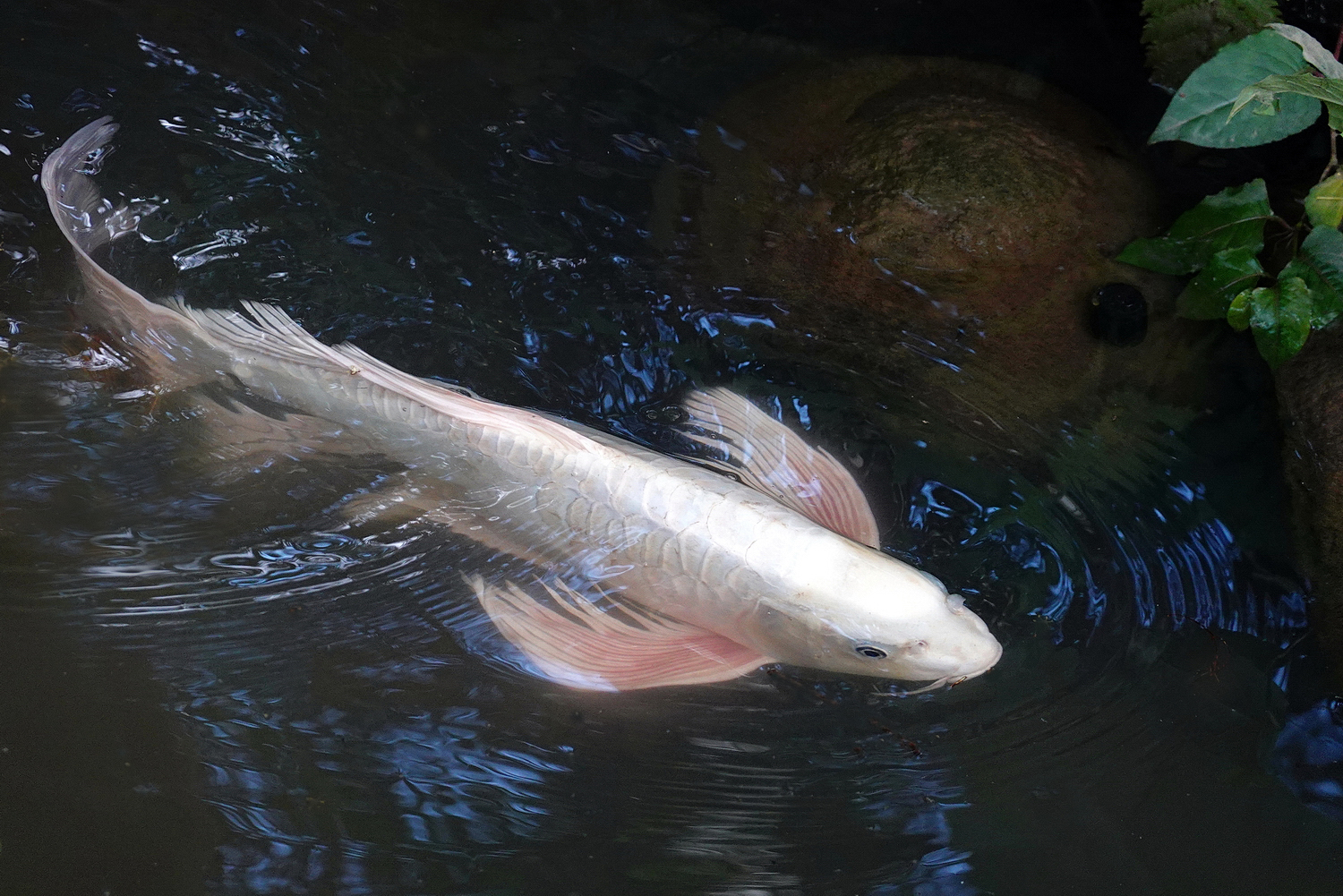 陳永鑑_錦鯉遊緃_20220529f.jpg