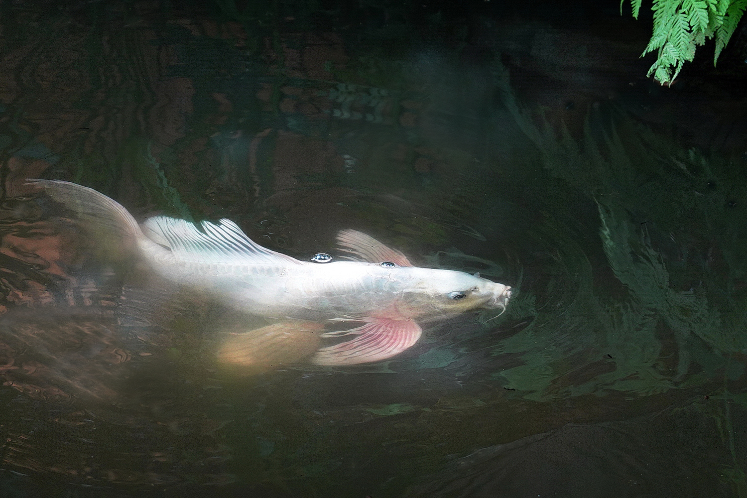 陳永鑑_錦鯉遊緃_20220529d.jpg