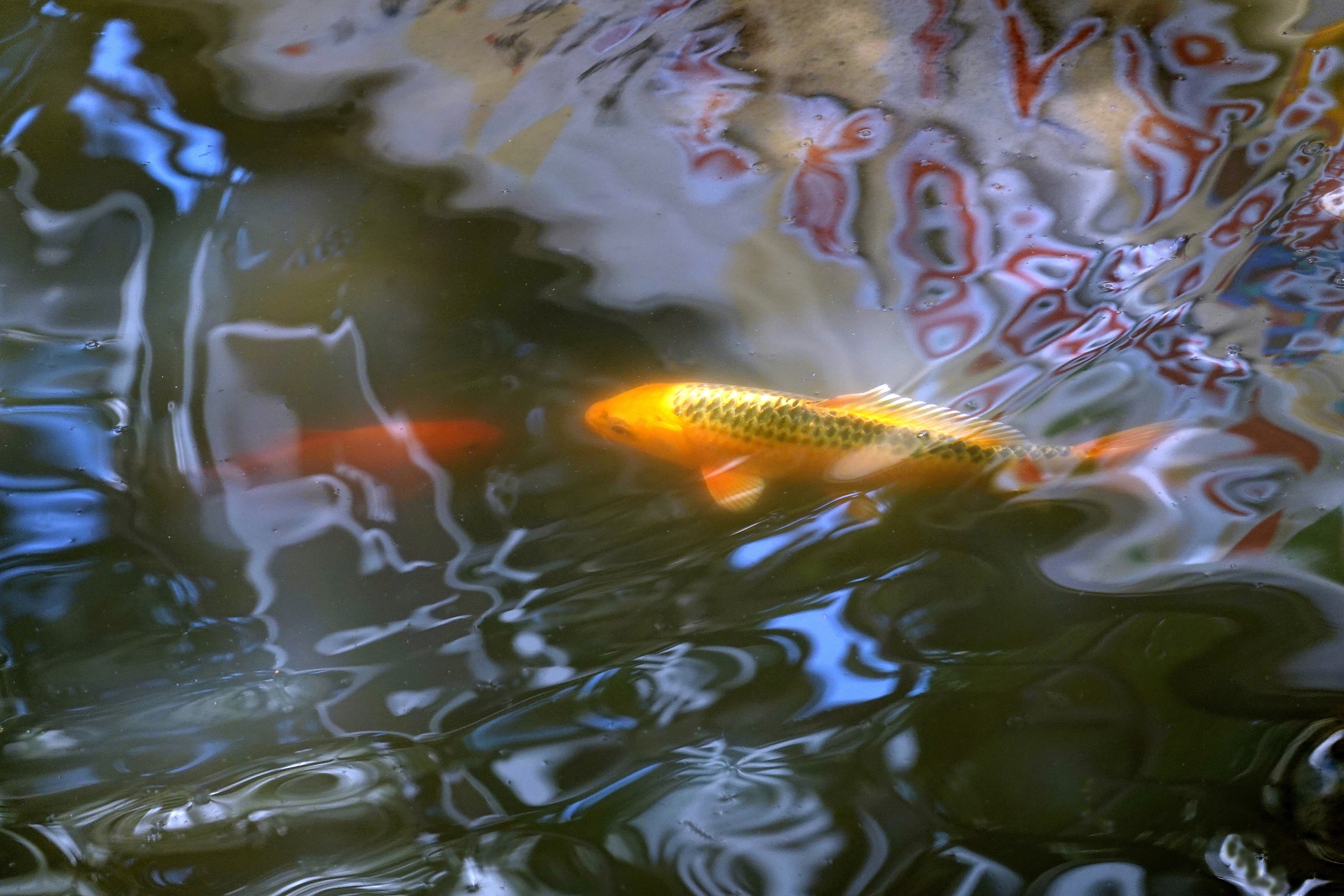 陳永鑑_錦鯉遊緃_20220529c.jpg