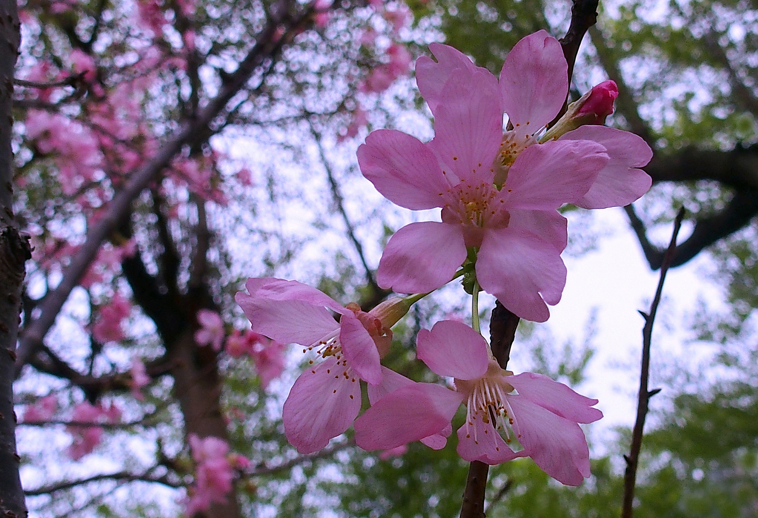 陳永鑑櫻桃花作品20220602c.jpg