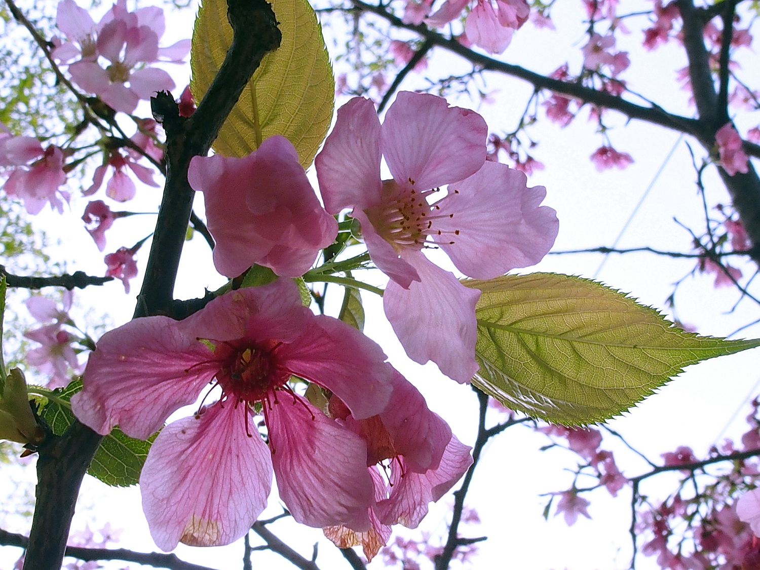 陳永鑑櫻桃花作品20220603a.jpg