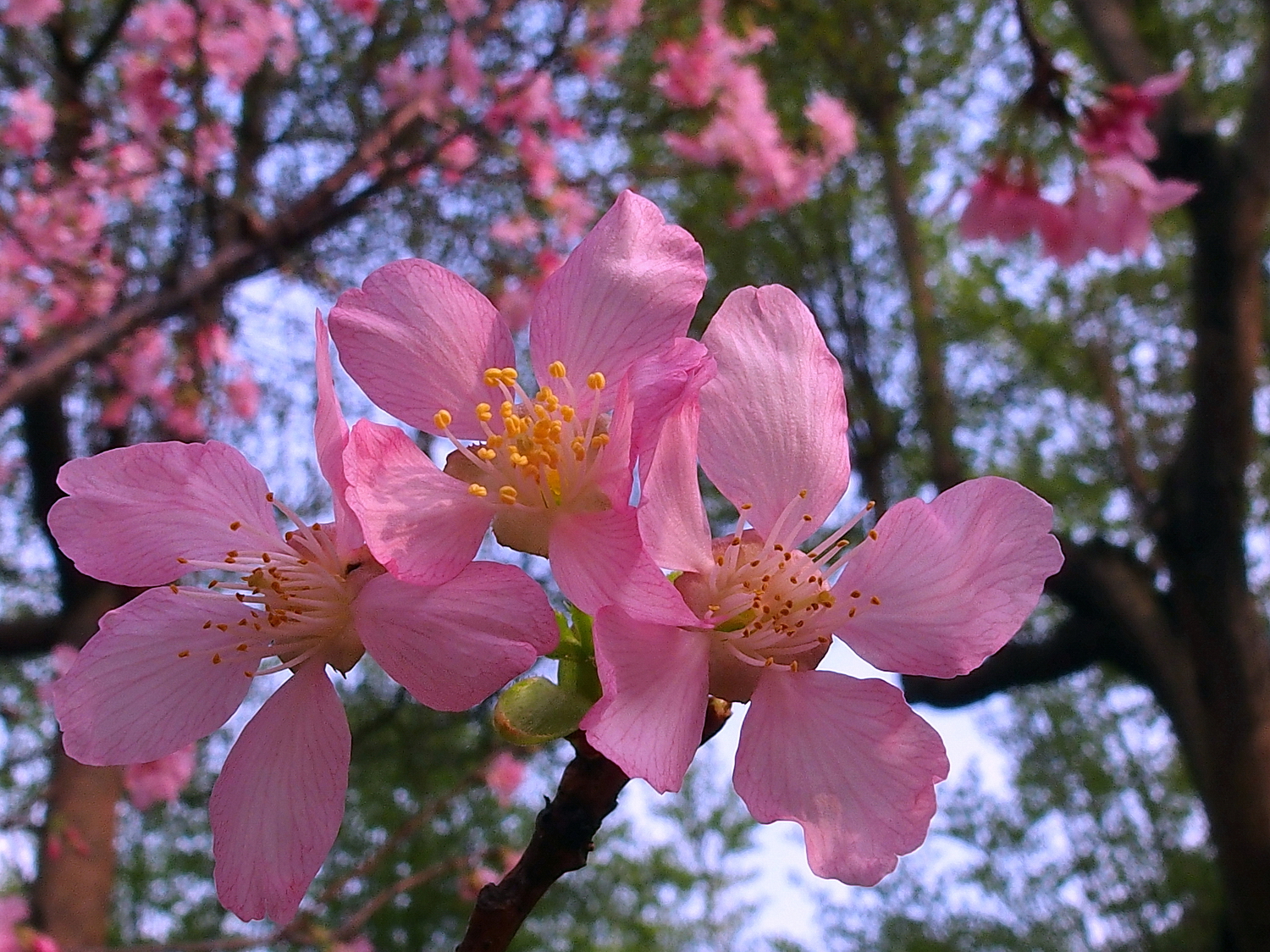 陳永鑑櫻桃花作品20220603h.jpg