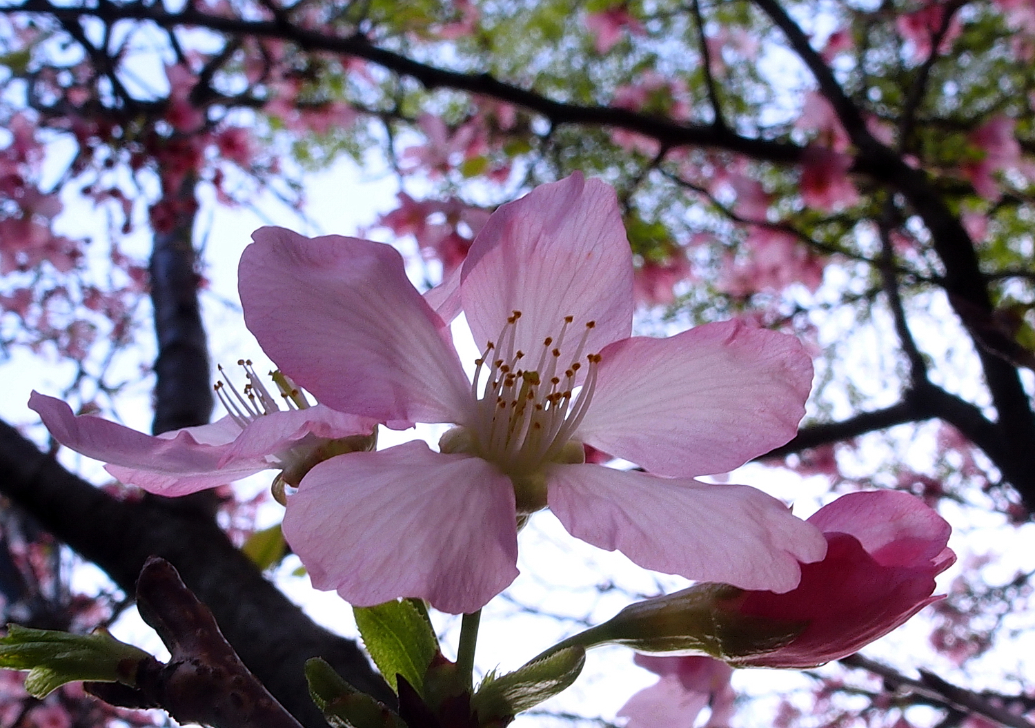 陳永鑑櫻桃花作品20220603p.jpg