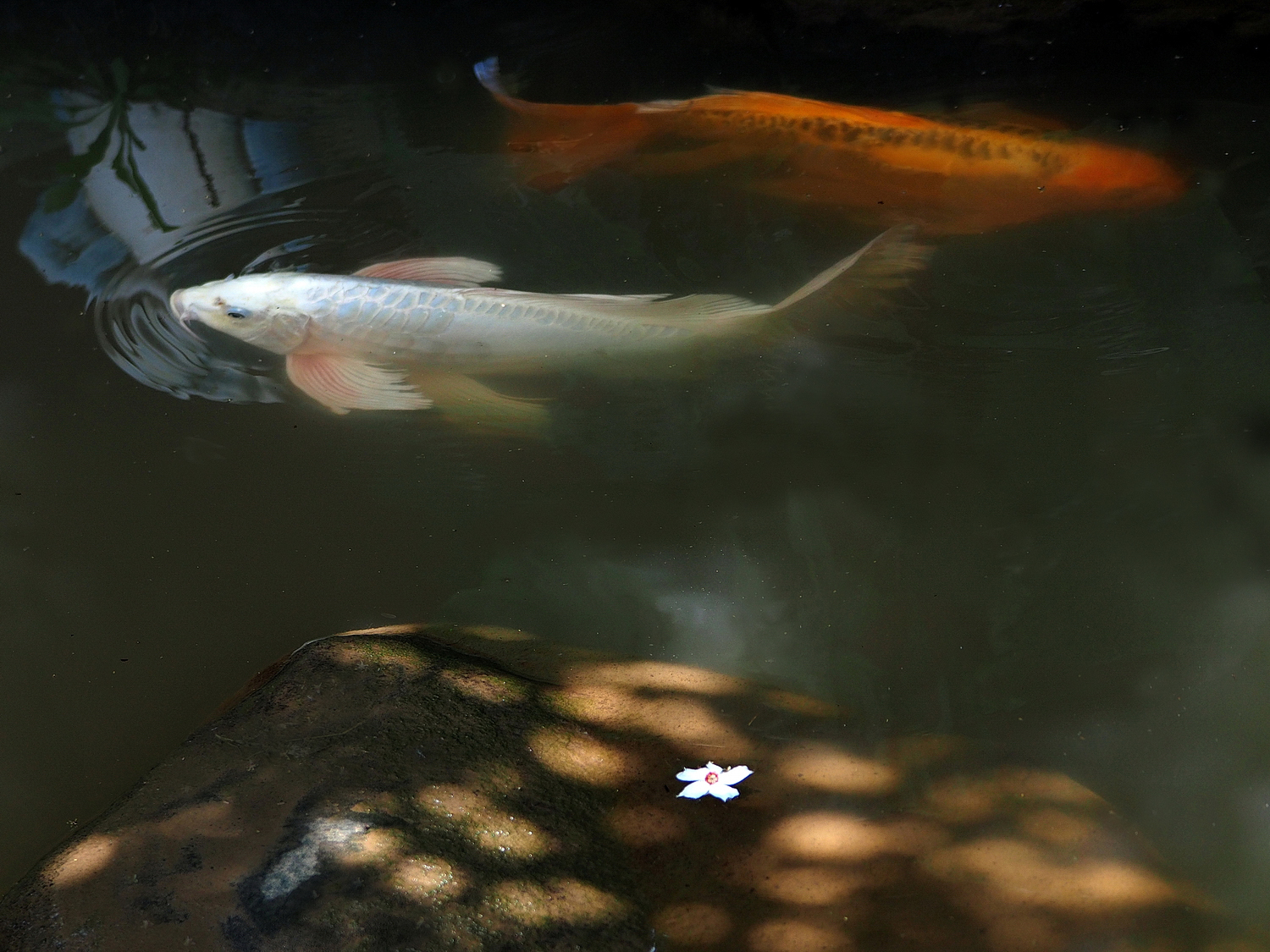 陳永鑑_錦鯉遊緃_20220602c.jpg