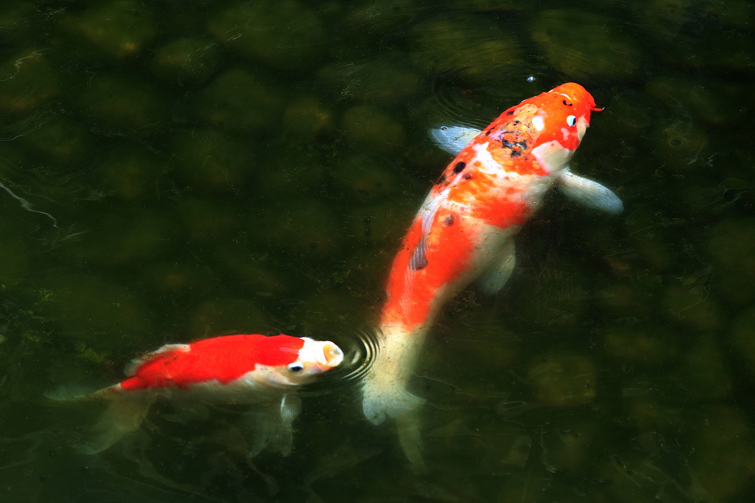 陳永鑑_錦鯉遊緃_20220603f.jpg