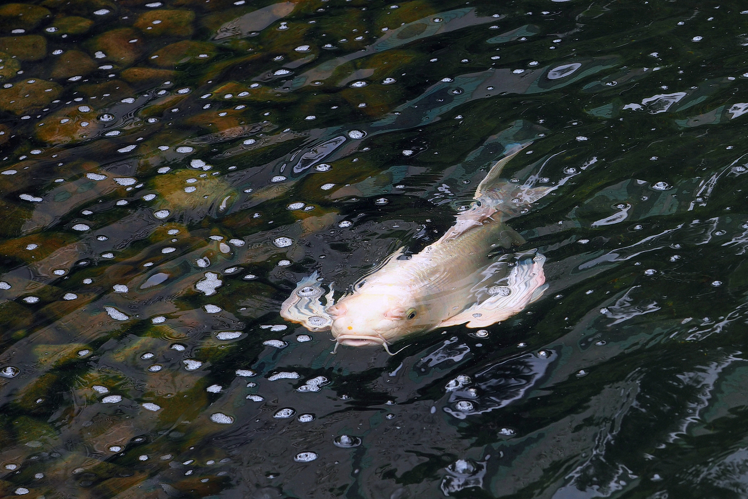 陳永鑑_錦鯉遊緃_20220603d.jpg