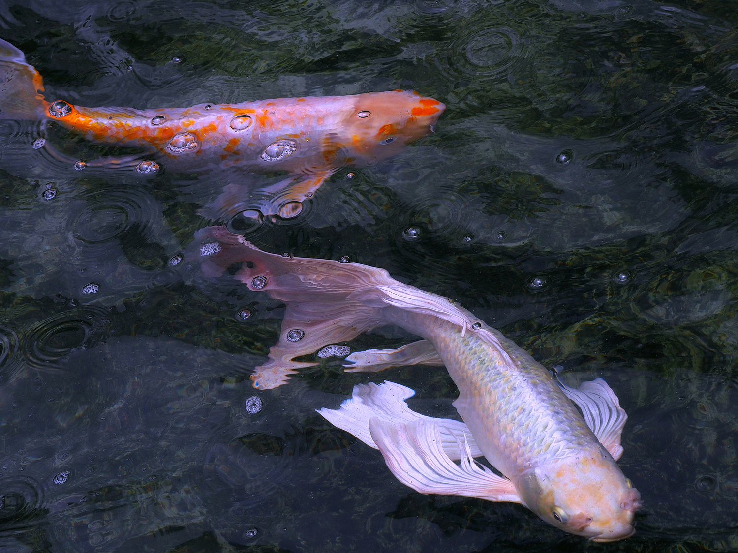 陳永鑑_錦鯉遊緃_20220603c.jpg