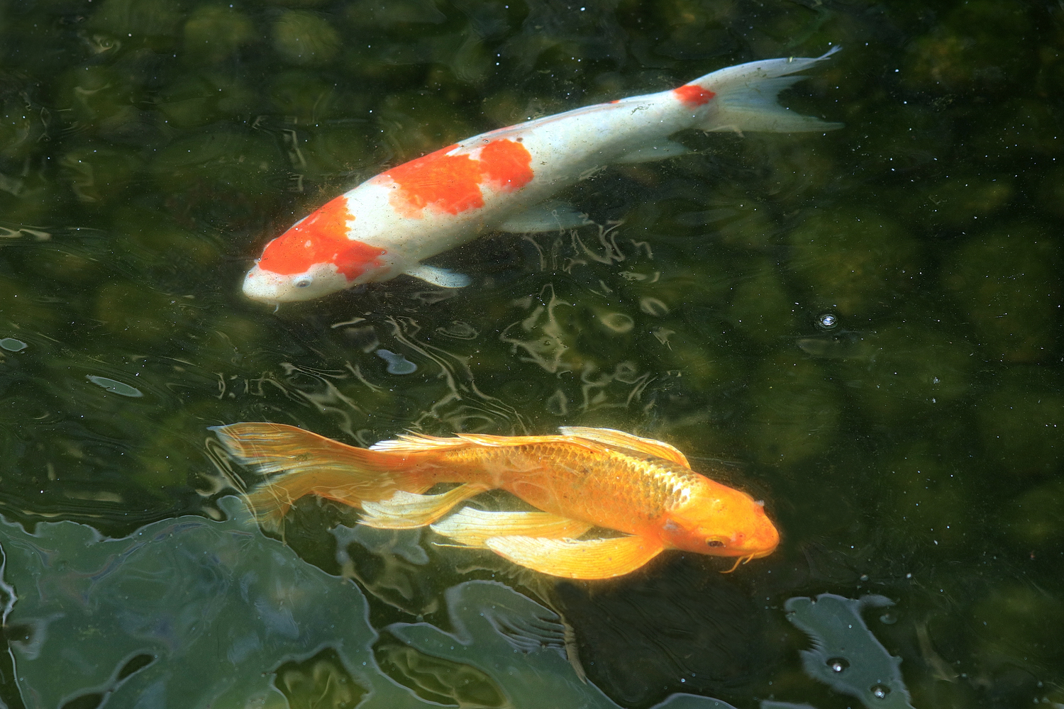 陳永鑑_錦鯉遊緃_20220607c.jpg