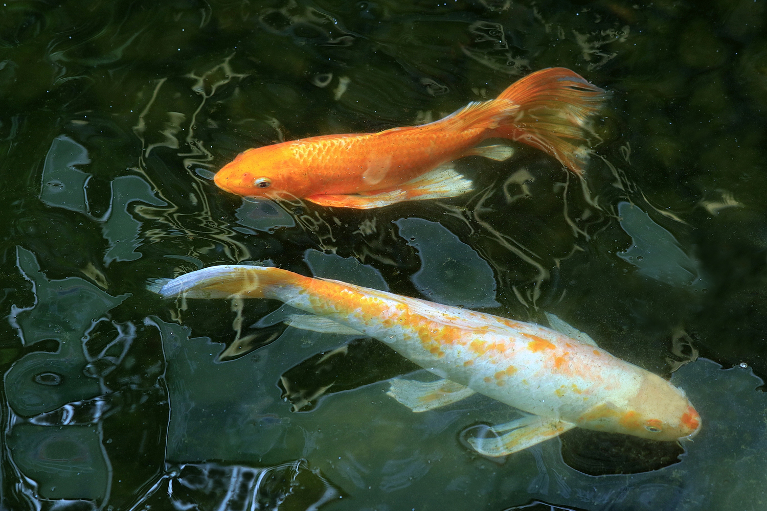陳永鑑_錦鯉遊緃_20220607b.jpg