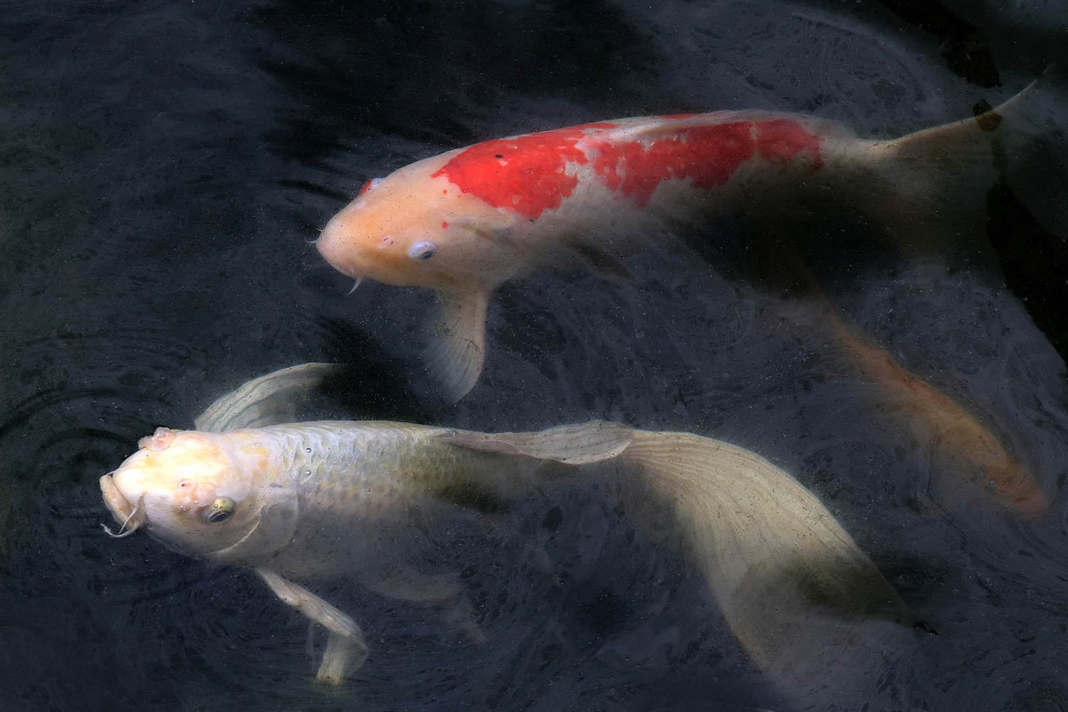 陳永鑑_錦鯉遊緃_20220610c.jpg
