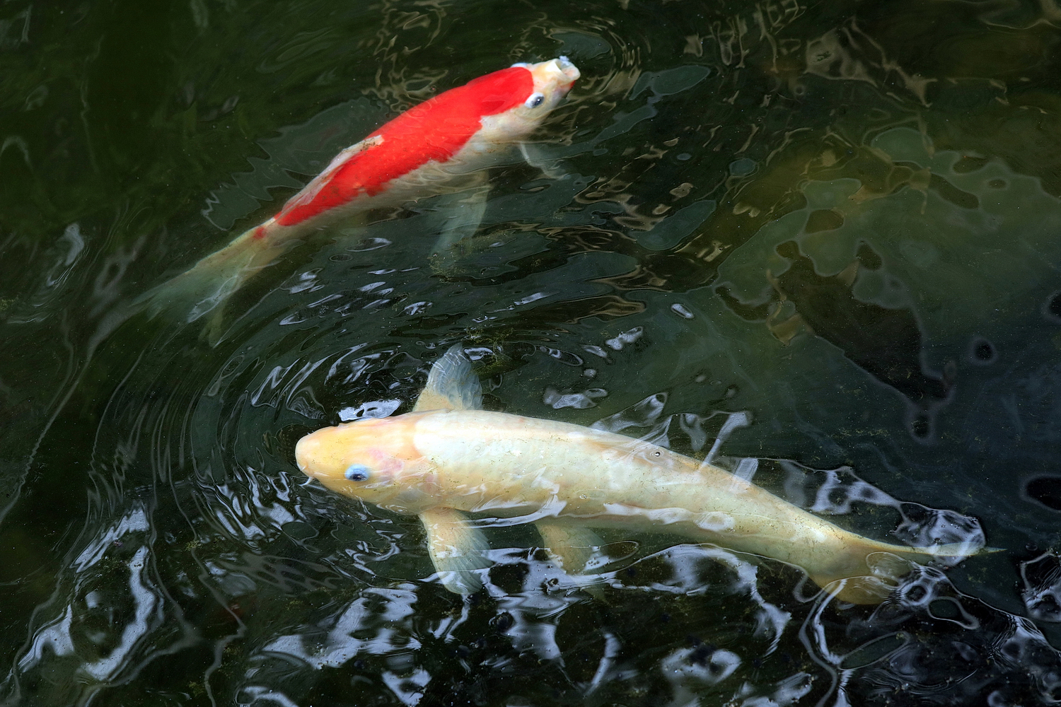 陳永鑑_錦鯉遊緃_20220610d.jpg