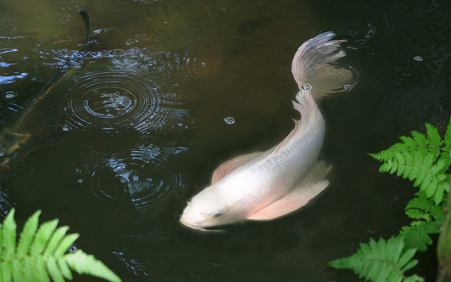 陳永鑑_錦鯉遊緃_20220611c.jpg