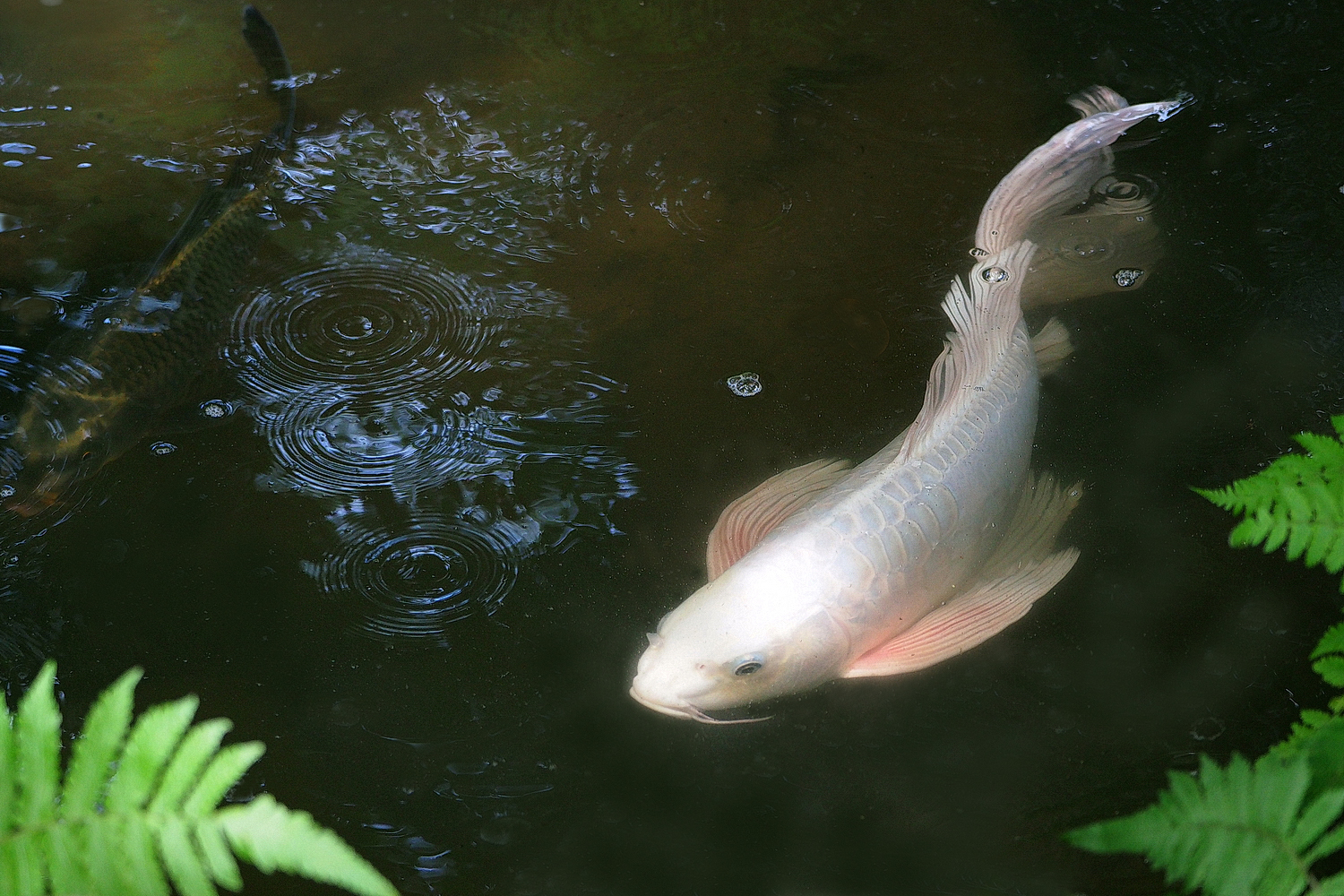 陳永鑑_錦鯉遊緃_20220611b.jpg