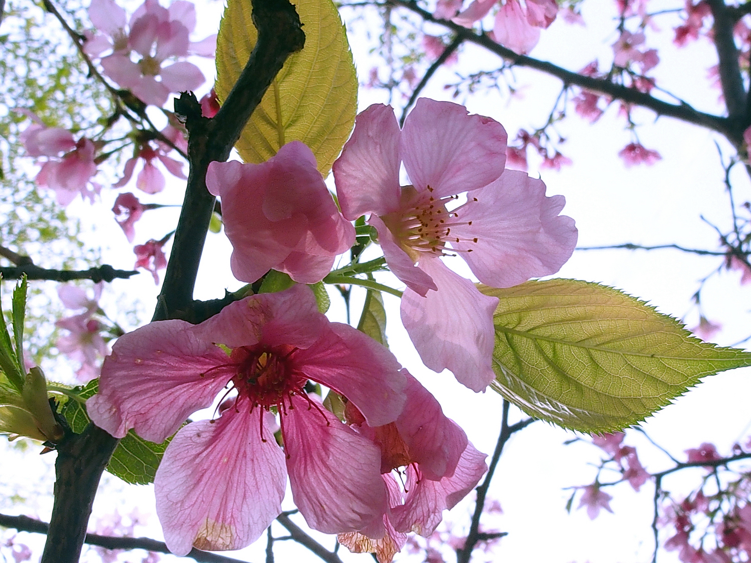 陳永鑑櫻桃花作品20220606a.jpg