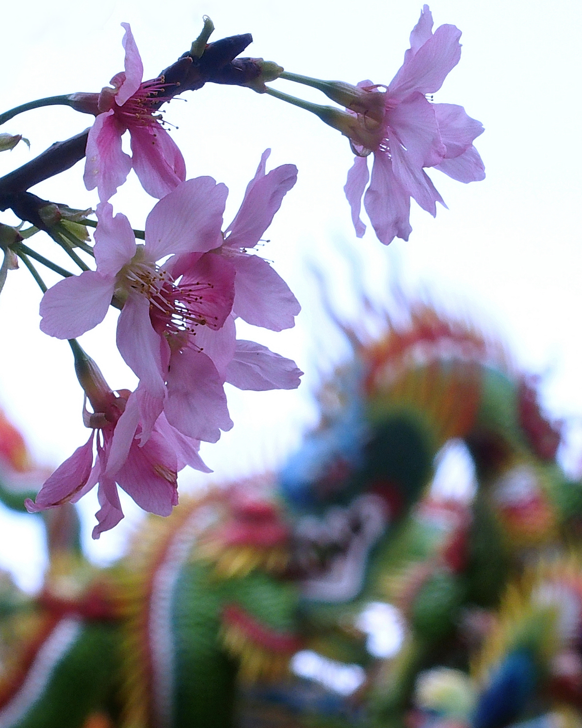 陳永鑑櫻桃花作品20220606i.jpg