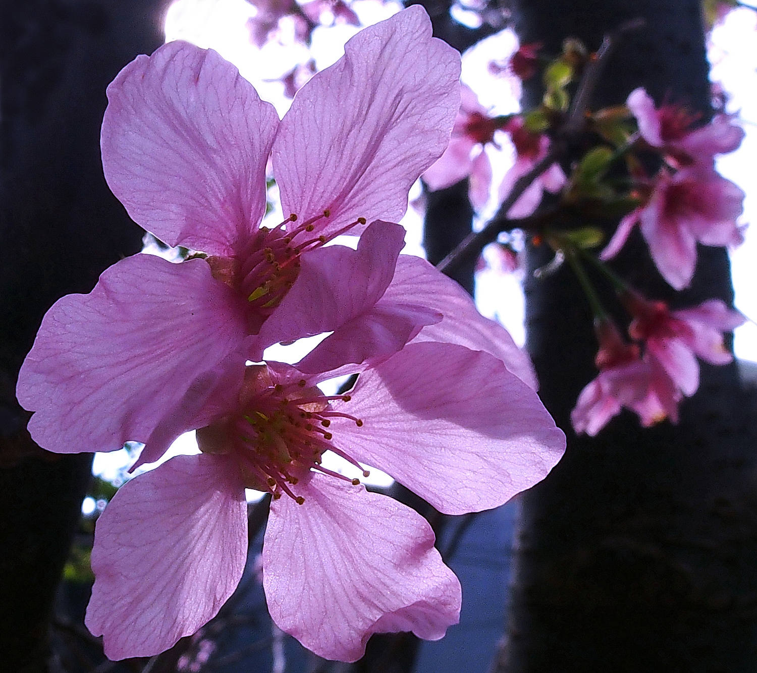 陳永鑑櫻桃花作品20220608a.jpg