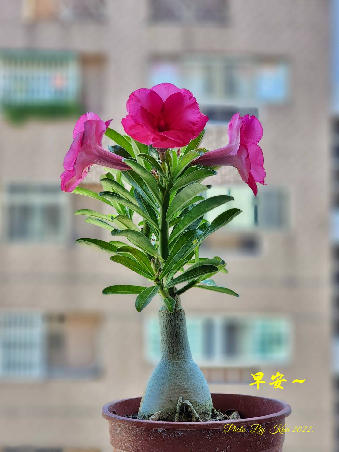 林於貴早安作品20220609.jpg