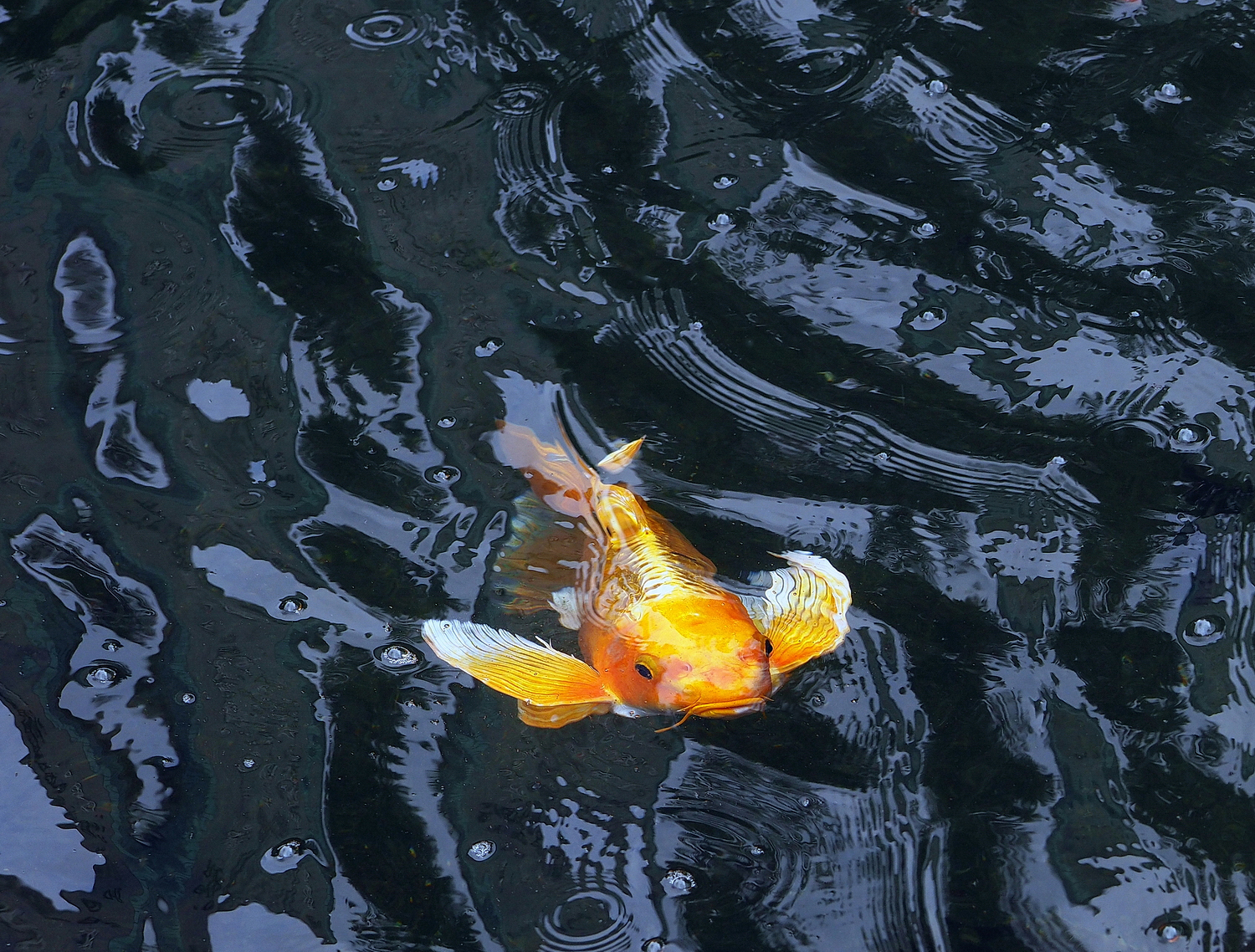 陳永鑑_錦鯉遊緃_20220613d.jpg