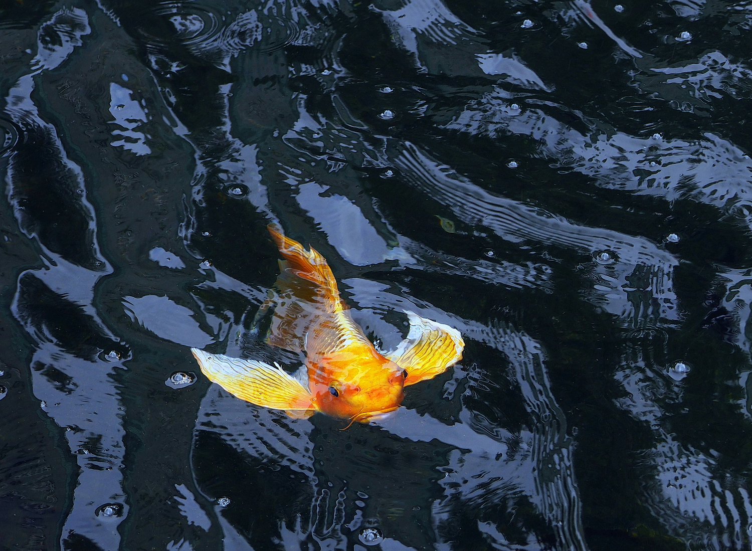 陳永鑑_錦鯉遊緃_20220613c.jpg
