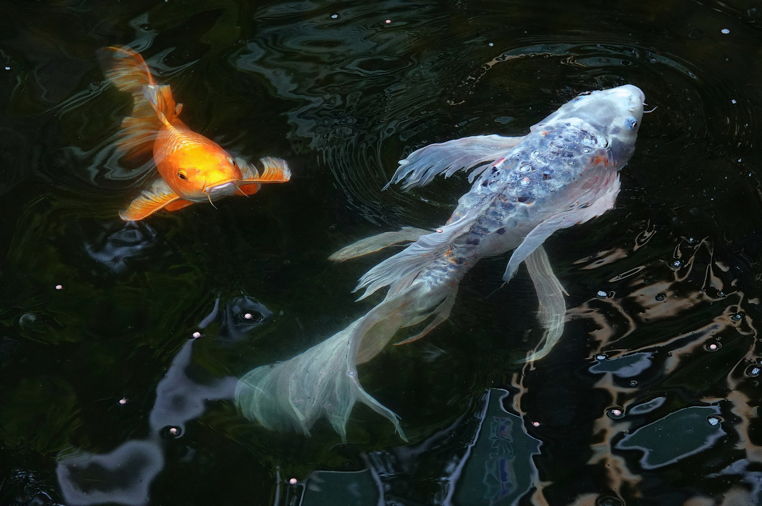 陳永鑑_錦鯉遊緃_20220615j.jpg